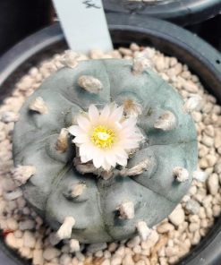 Lophophora Williamsii cactus plant 6 to 6.5 cm