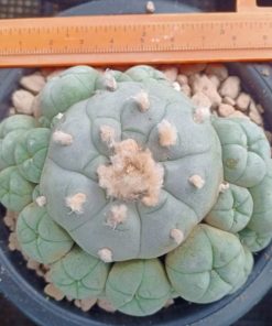 Lophophora Williamsii Caespitosa 10cm