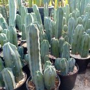 Williamsii Lophophora