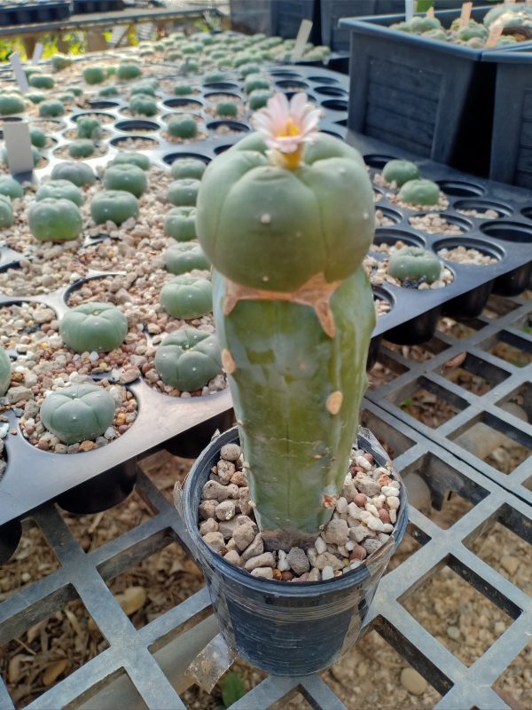 Williamsii Lophophora