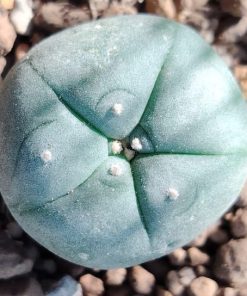 Lophophora Williamsii Texas County variety Big Bend cactus from 2.5-3cm diameters