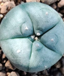 L.W variety Texas Rio Grande City cactus from 2.5 to 3cm diameters