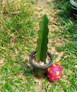Hylocereus “Dragon Fruit” Cutting 10 to 15 cm high
