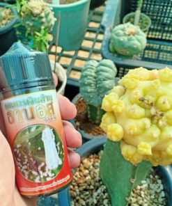 Liquid insecticide 100cc for cactus Anti spider mite, Scale insects