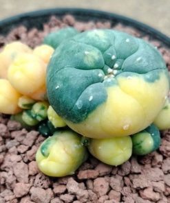 L.W Caespitosa Variegated 10cm