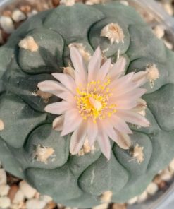 Lophophora Koehresii